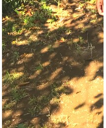 no brand | パンツ