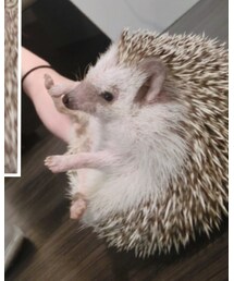 ヘッジホッグ | その他