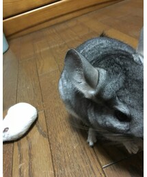 こゆき&ルル🐰 | その他