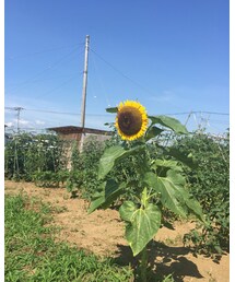畑のひまわり | その他