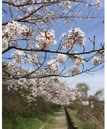 🌸🌸 | その他