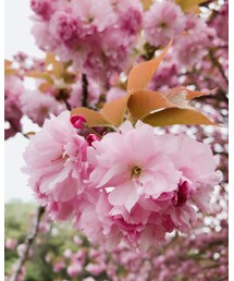 牡丹桜1 | その他