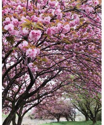 牡丹桜2 | その他