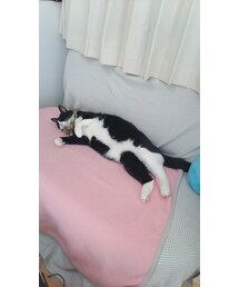 こんな風に寝たい。。 | その他