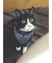 白黒猫☆ | その他