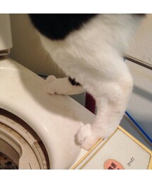 猫の脚👣 | その他