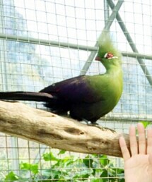 カンムリエボシ | その他