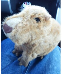 カピバラ | その他