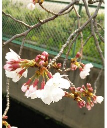 桜☆ | その他