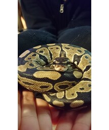 そしてへびたん💕 | その他