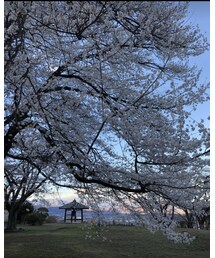 もののけが出そうな桜🌸 | 配達帰りに見た桜🌸(フラワーベース)