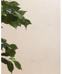 アロハー | その他