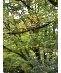 OldSUmmer | キャップ