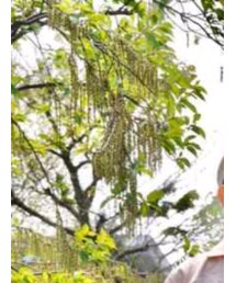 OldSUmmer | キャップ