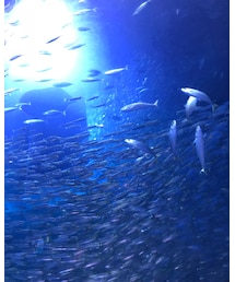 水族館 | その他