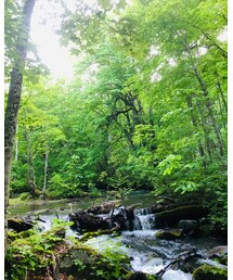 奥入瀬(青森)、これから見頃です🌱 | その他