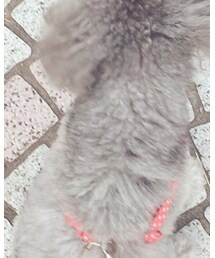 Toypoddles | その他