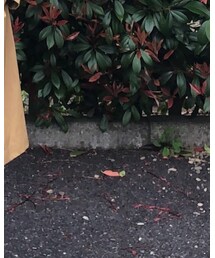 MORGAN | トレンチコート