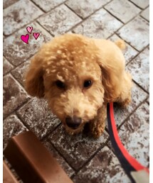 ワンコ🐶🐾 | その他