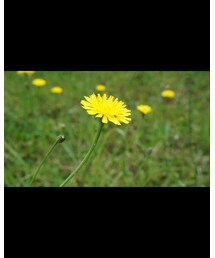 タンポポ | その他