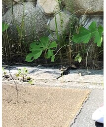 STUSSY | ソックス/靴下