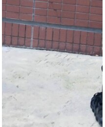 STUSSY | ソックス/靴下