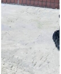 Y-3 | スニーカー