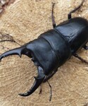 ヒラタクワガタの「その他(その他)」