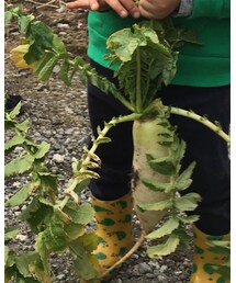 UNIQLO | その他パンツ