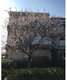 桜 | その他