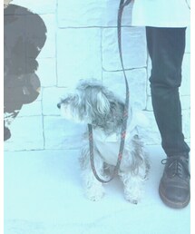 ミニチュアシュナウザー | その他