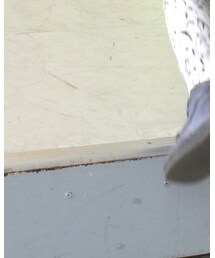 Cienta | シューズ