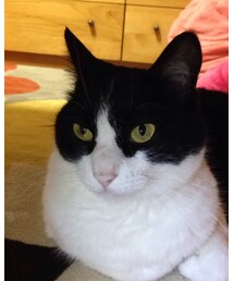 本日の景にゃん♡ | その他