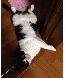 本日のけいにゃん | その他