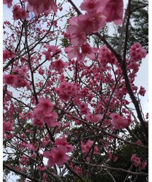 桜お花見♪ | その他