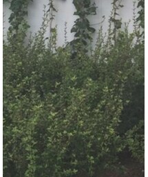 Gramicci | その他パンツ