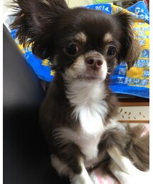 チワワ♡ココア | その他