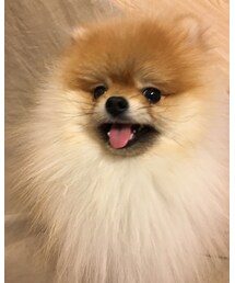 ポメラニアン♡ | その他