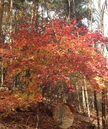裏山 | 紅葉(その他)