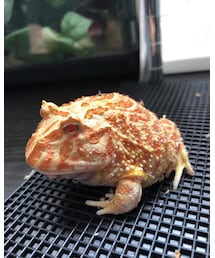 ペットの蛙たち3 | その他