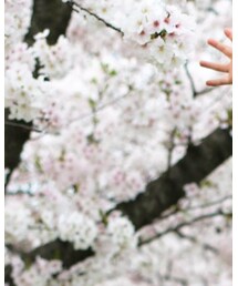 韓国 | パーカー