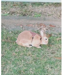 まろん | その他