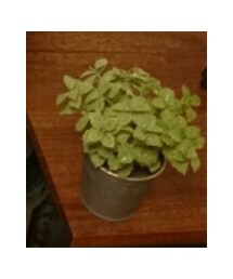 green | その他
