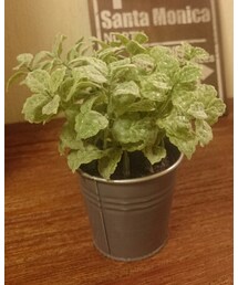 green | その他