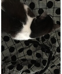 水玉にゃんき | その他