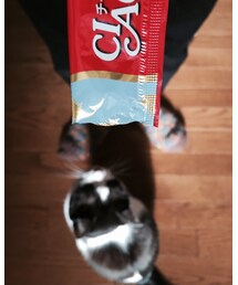 にゃんき | その他