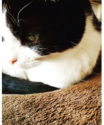 🐈の日 | その他