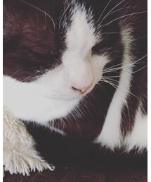 にゃんき | その他