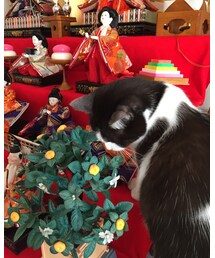 にゃんき | その他