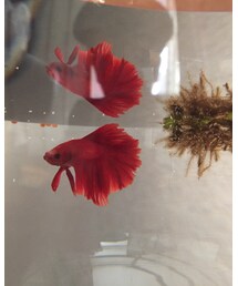 ベタを飼い始めたよ❤︎ | その他